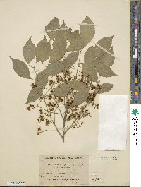 Euonymus hamiltonianus var. semipersistens image