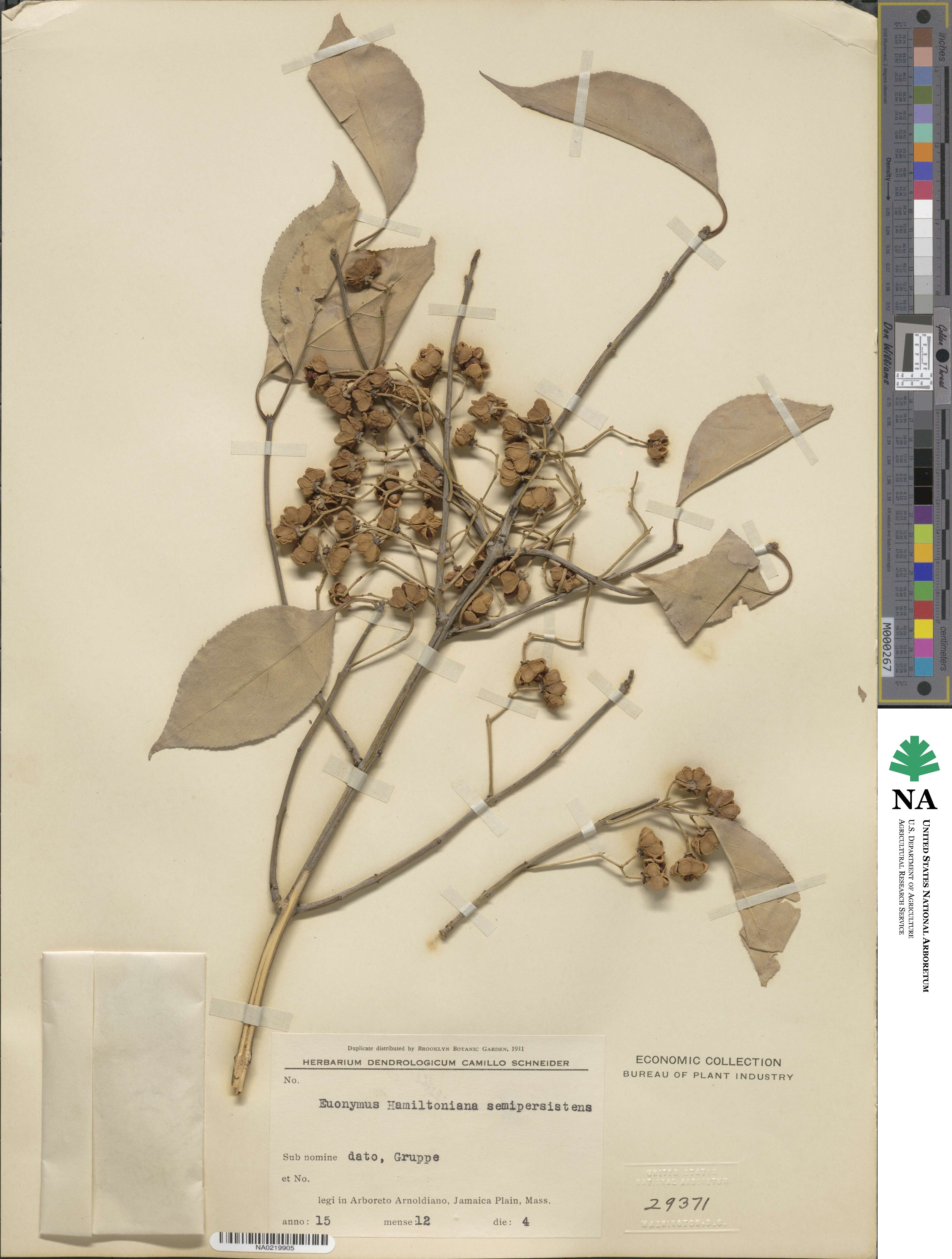 Euonymus hamiltonianus image