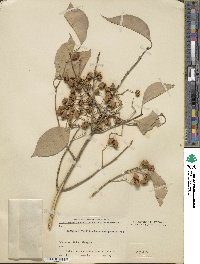 Euonymus hamiltonianus image