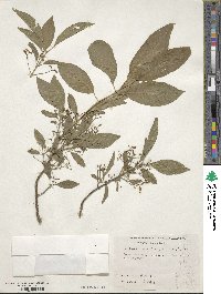 Euonymus hamiltonianus image