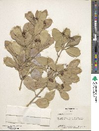 Euonymus japonicus image