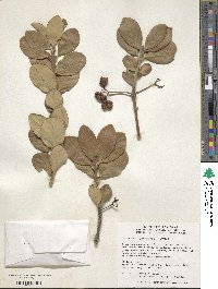 Euonymus japonicus image