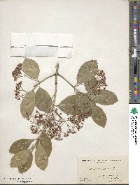 Euonymus japonicus image