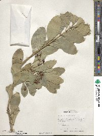 Euonymus japonicus image