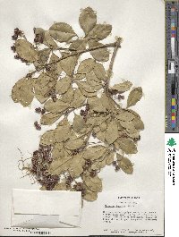 Euonymus japonicus image