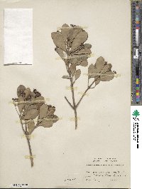 Euonymus japonicus image