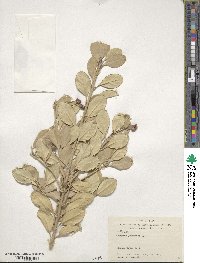 Euonymus japonicus image