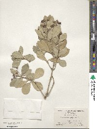 Euonymus japonicus image