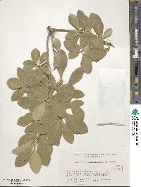 Euonymus japonicus image