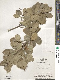 Euonymus japonicus image