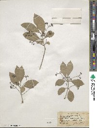 Euonymus japonicus image