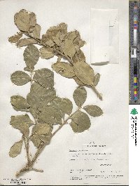 Euonymus japonicus image