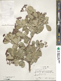 Euonymus japonicus image