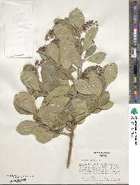 Euonymus japonicus image