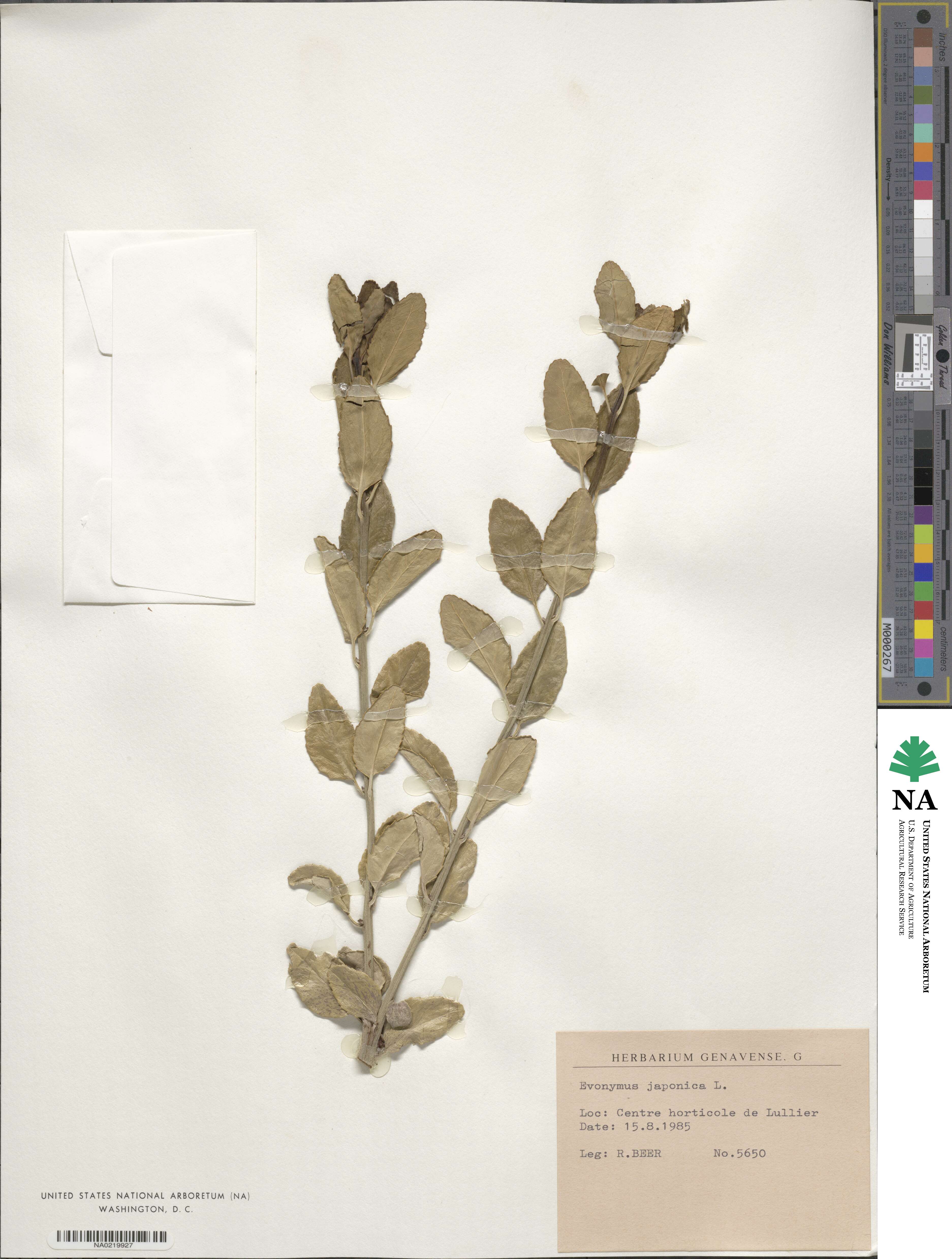 Euonymus japonicus image