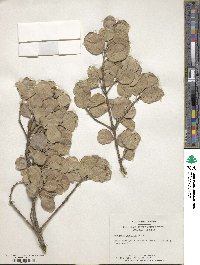 Euonymus japonicus image