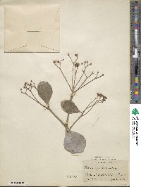 Euonymus japonicus image