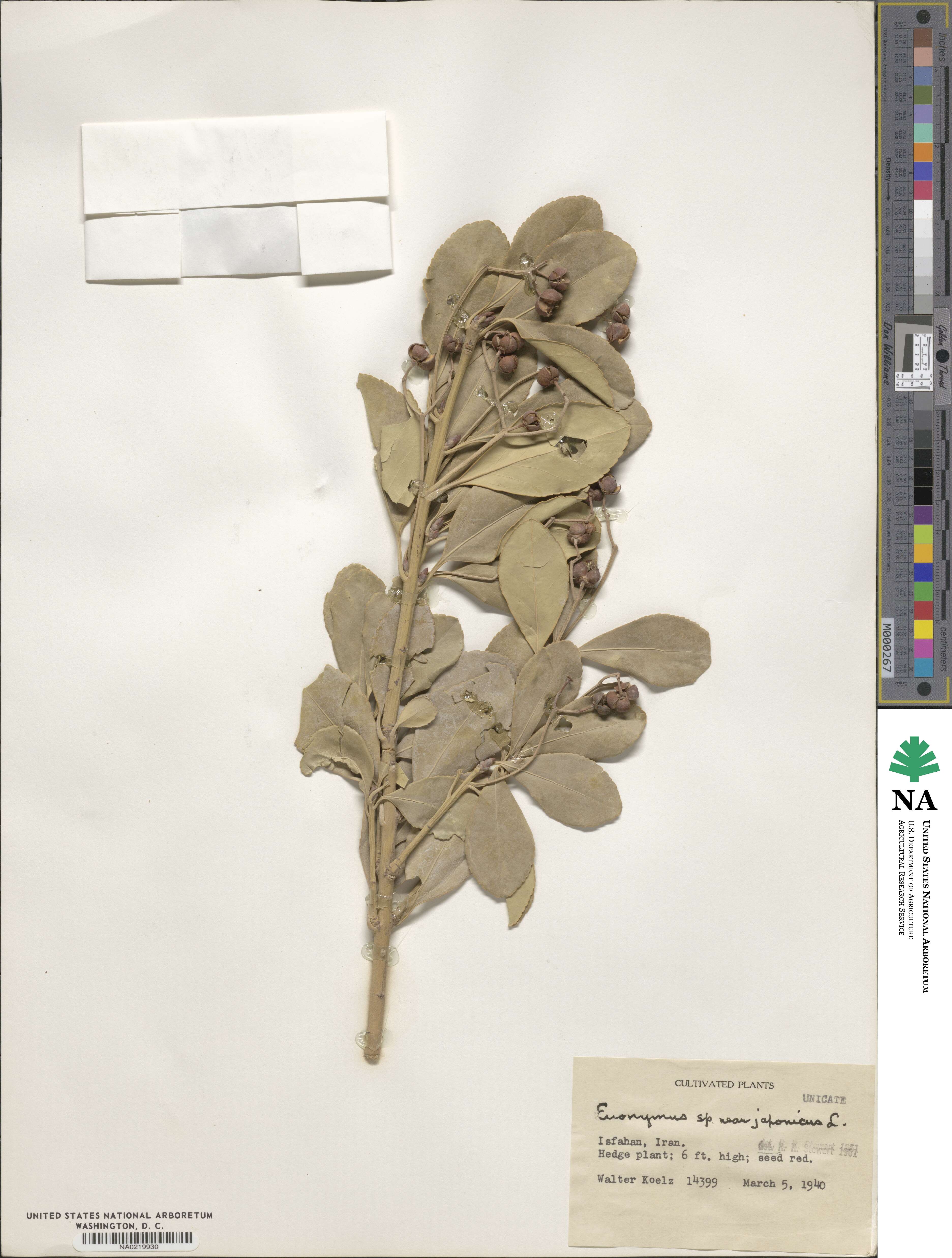 Euonymus japonicus image