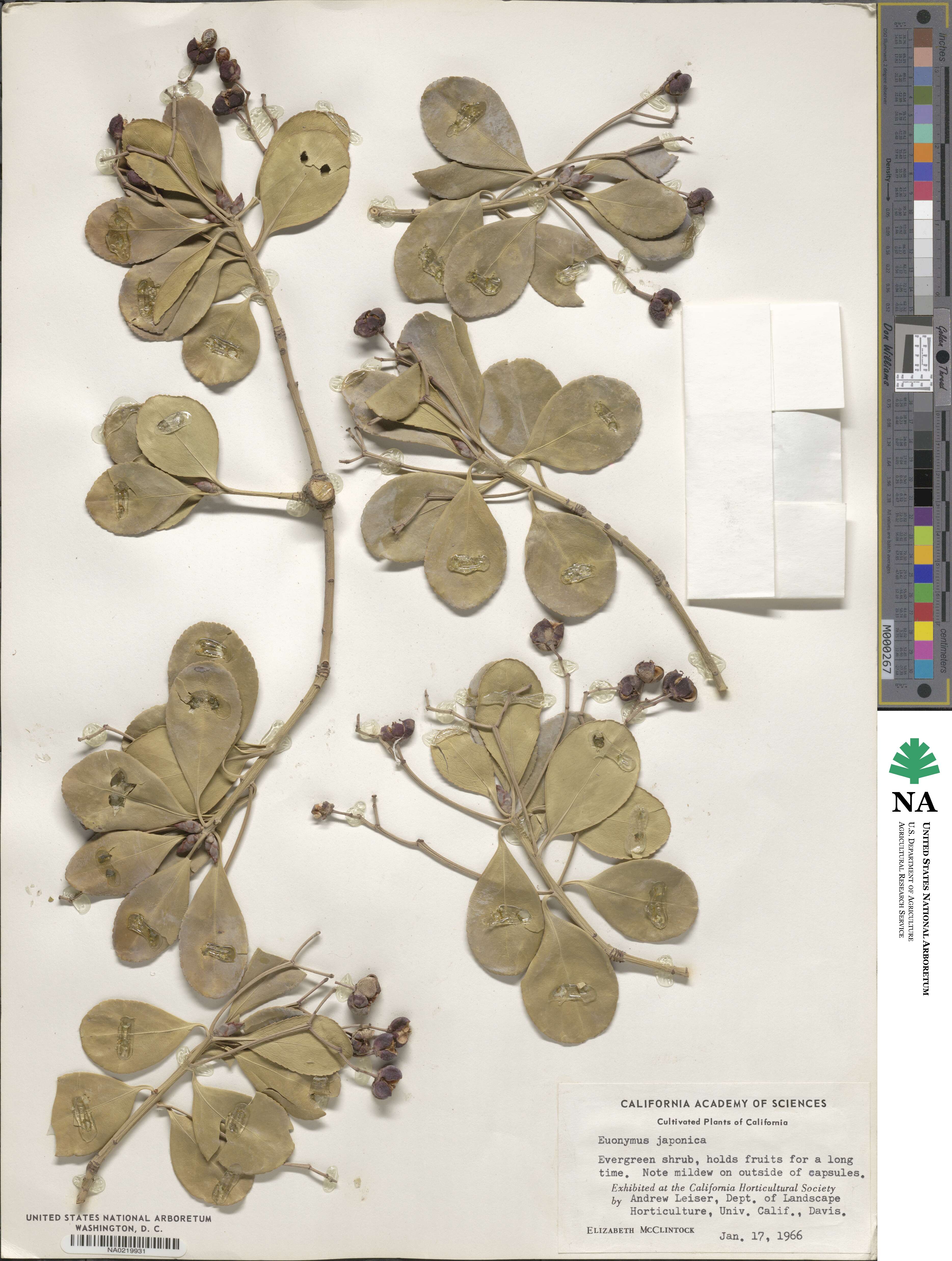 Euonymus japonicus image