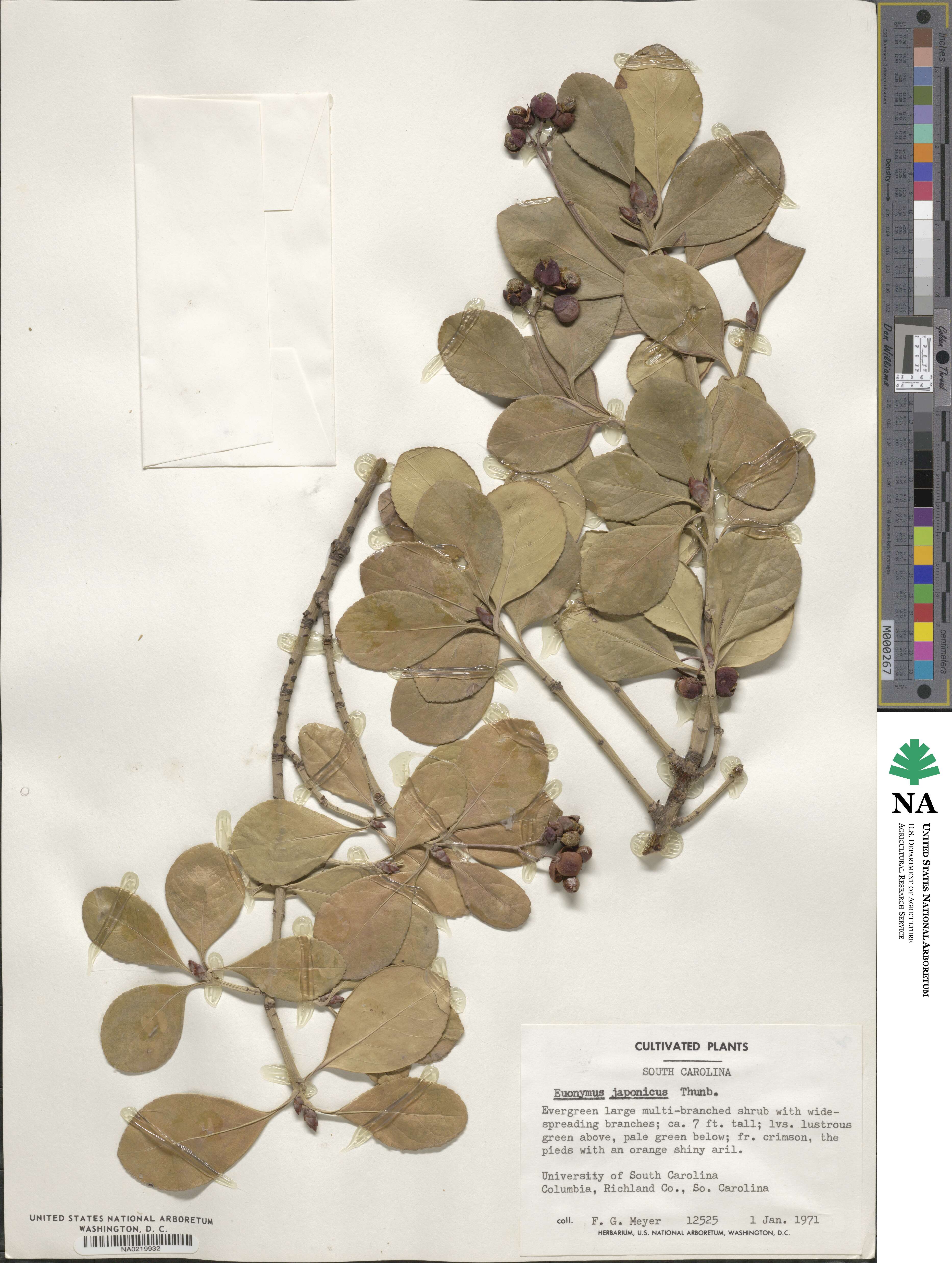 Euonymus japonicus image