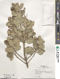 Euonymus japonicus image