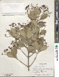 Euonymus japonicus image