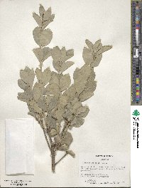 Euonymus japonicus image