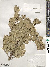 Euonymus japonicus image