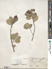 Euonymus japonicus image