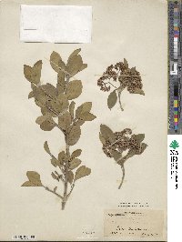 Euonymus japonicus image