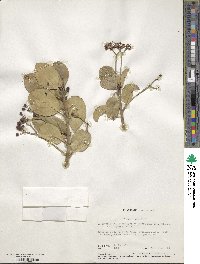 Euonymus japonicus image