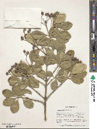 Euonymus japonicus image