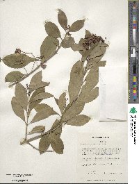 Euonymus fortunei image