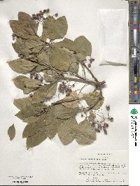 Euonymus fortunei image