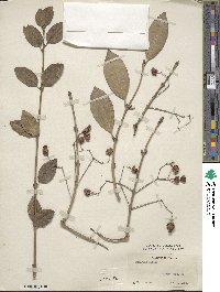 Euonymus fortunei image