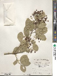 Euonymus fortunei image