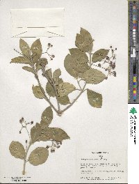 Euonymus fortunei image