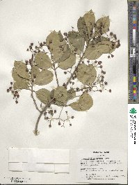 Euonymus fortunei image