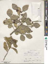 Euonymus fortunei image