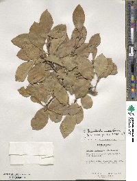 Euonymus fortunei image