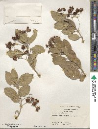 Euonymus fortunei image