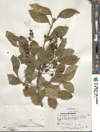 Euonymus fortunei image