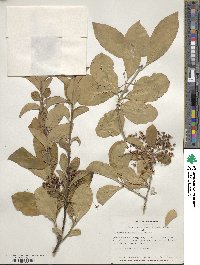 Euonymus fortunei image