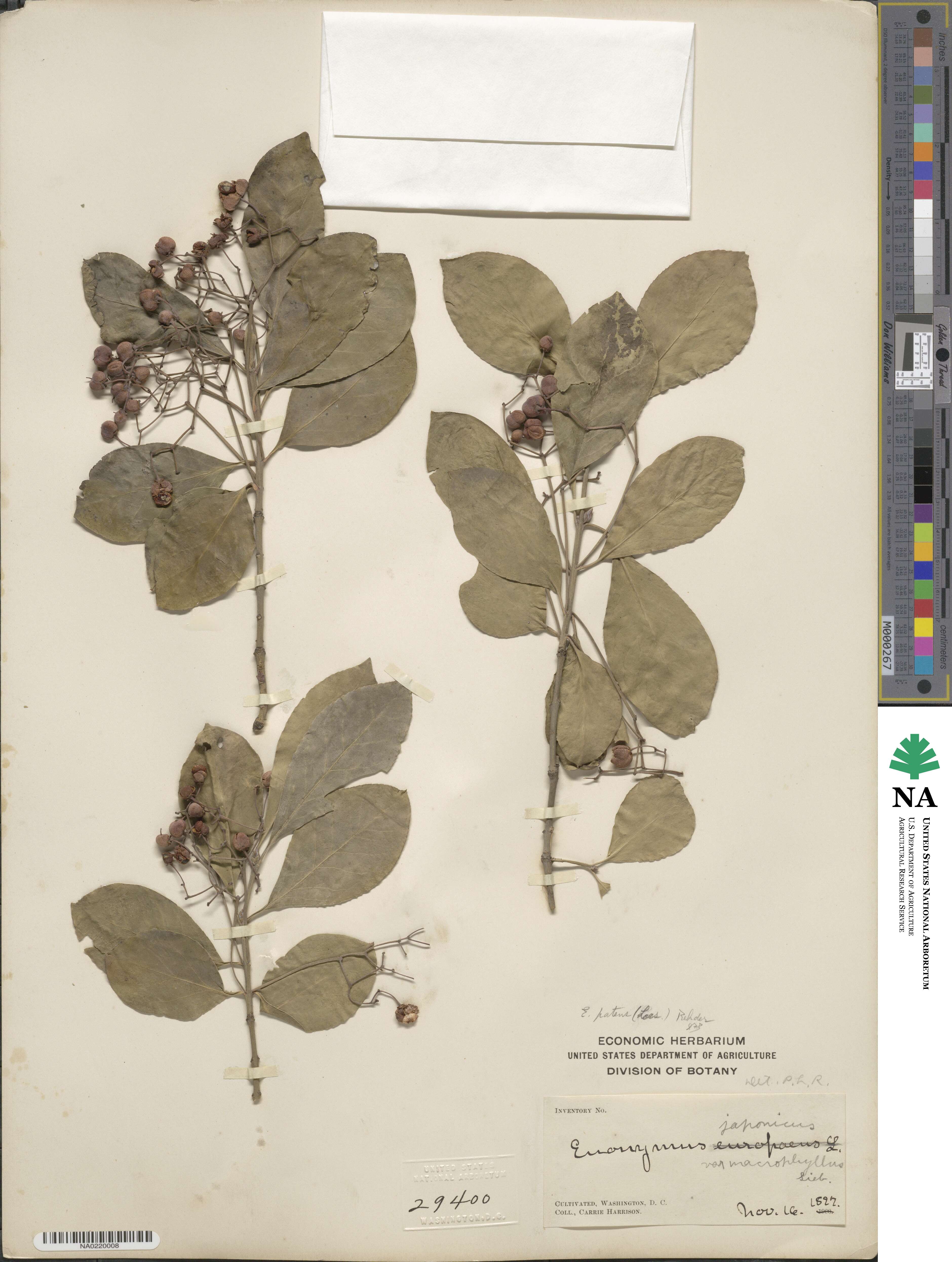 Euonymus fortunei image