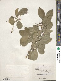 Euonymus fortunei image