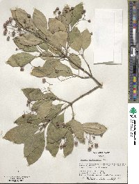 Euonymus fortunei image