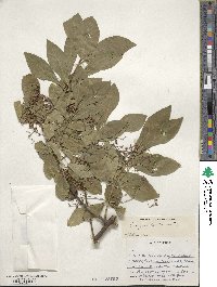 Euonymus fortunei image