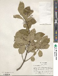 Euonymus fortunei image