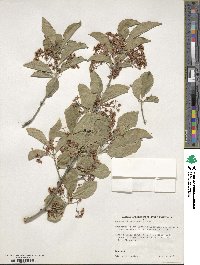 Euonymus fortunei image