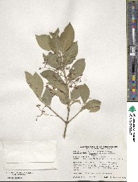 Euonymus fortunei image